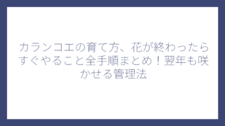カランコエの育て方、花が終わったらすぐやること全手順まとめ！翌年も咲かせる管理法