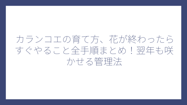 カランコエの育て方、花が終わったらすぐやること全手順まとめ！翌年も咲かせる管理法