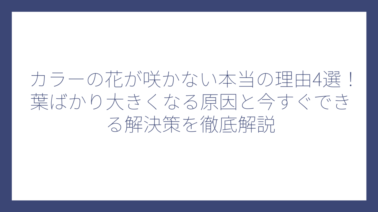 カラーの花が咲かない本当の理由4選！葉ばかり大きくなる原因と今すぐできる解決策を徹底解説