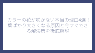 カラーの花が咲かない本当の理由4選！葉ばかり大きくなる原因と今すぐできる解決策を徹底解説