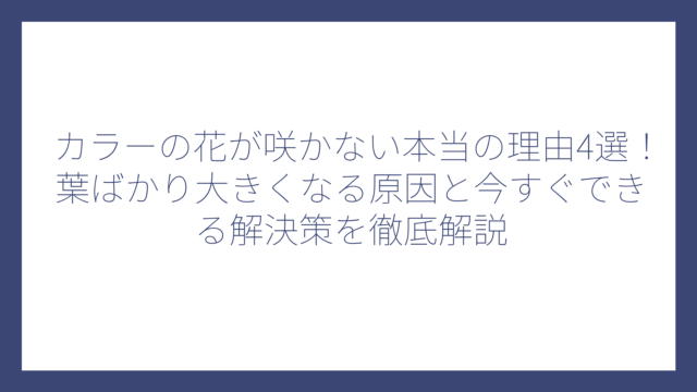 カラーの花が咲かない本当の理由4選！葉ばかり大きくなる原因と今すぐできる解決策を徹底解説