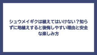 シュウメイギクは植えてはいけない？知らずに地植えすると後悔しやすい理由と安全な楽しみ方