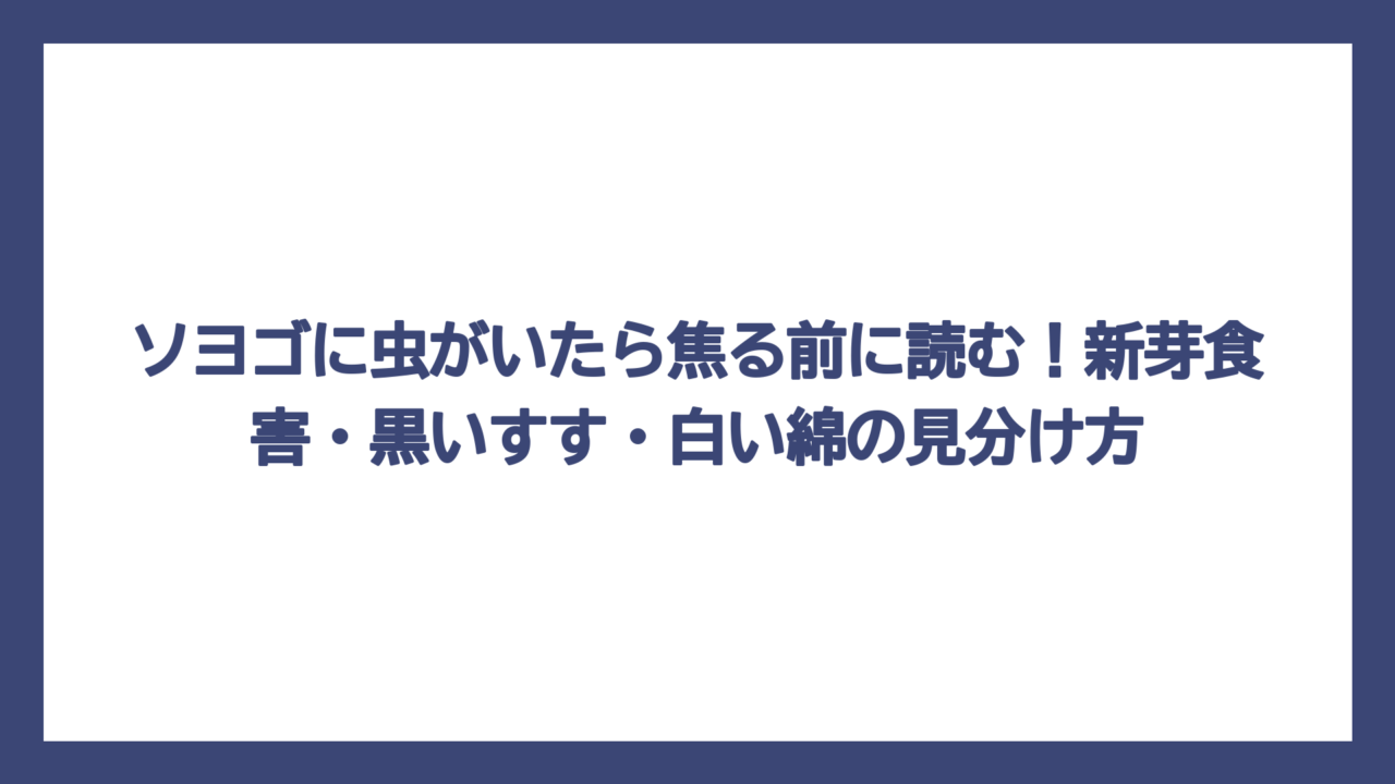ソヨゴに虫がいたら焦る前に読む！新芽食害・黒いすす・白い綿の見分け方