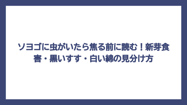 ソヨゴに虫がいたら焦る前に読む！新芽食害・黒いすす・白い綿の見分け方