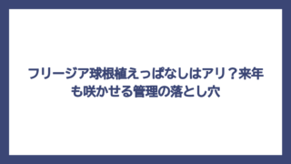 フリージア球根植えっぱなしはアリ？来年も咲かせる管理の落とし穴