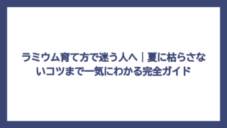 ラミウム育て方で迷う人へ｜夏に枯らさないコツまで一気にわかる完全ガイド