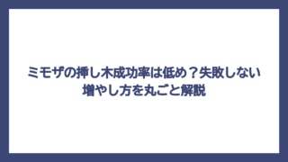 ミモザの挿し木成功率は低め？失敗しない増やし方を丸ごと解説