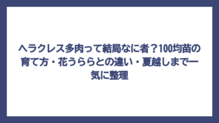 ヘラクレス多肉って結局なに者？100均苗の育て方・花うららとの違い・夏越しまで一気に整理