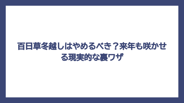 百日草冬越しはやめるべき？来年も咲かせる現実的な裏ワザ