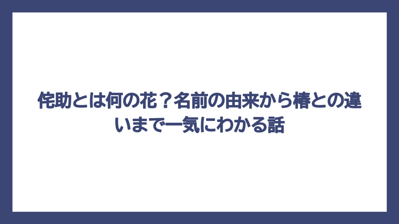 侘助とは何の花？名前の由来から椿との違いまで一気にわかる話