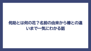 侘助とは何の花？名前の由来から椿との違いまで一気にわかる話