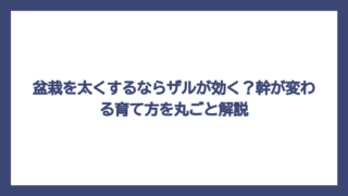盆栽を太くするならザルが効く？幹が変わる育て方を丸ごと解説