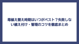 苺植え替え時期はいつがベスト？失敗しない植え付け・管理のコツを徹底まとめ