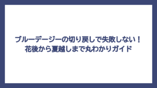 ブルーデージーの切り戻しで失敗しない！花後から夏越しまで丸わかりガイド