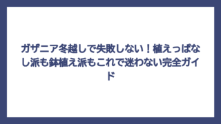 ガザニア冬越しで失敗しない！植えっぱなし派も鉢植え派もこれで迷わない完全ガイド