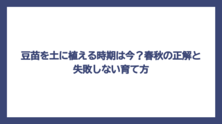 豆苗を土に植える時期は今？春秋の正解と失敗しない育て方