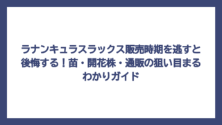 ラナンキュラスラックス販売時期を逃すと後悔する！苗・開花株・通販の狙い目まるわかりガイド