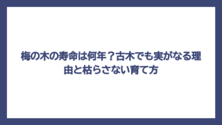 梅の木の寿命は何年？古木でも実がなる理由と枯らさない育て方