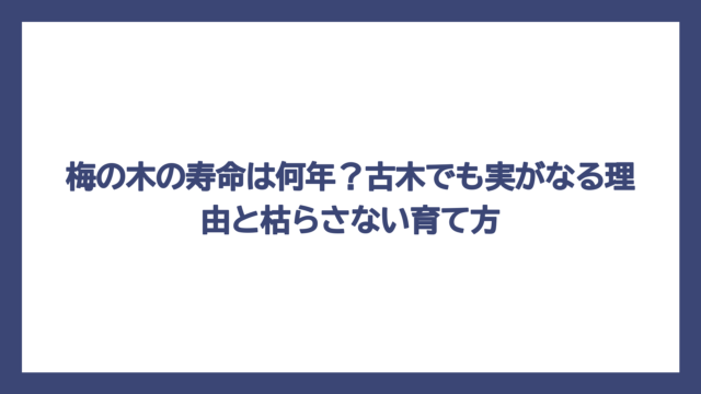 梅の木の寿命は何年？古木でも実がなる理由と枯らさない育て方