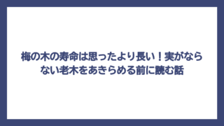 梅の木の寿命は思ったより長い！実がならない老木をあきらめる前に読む話