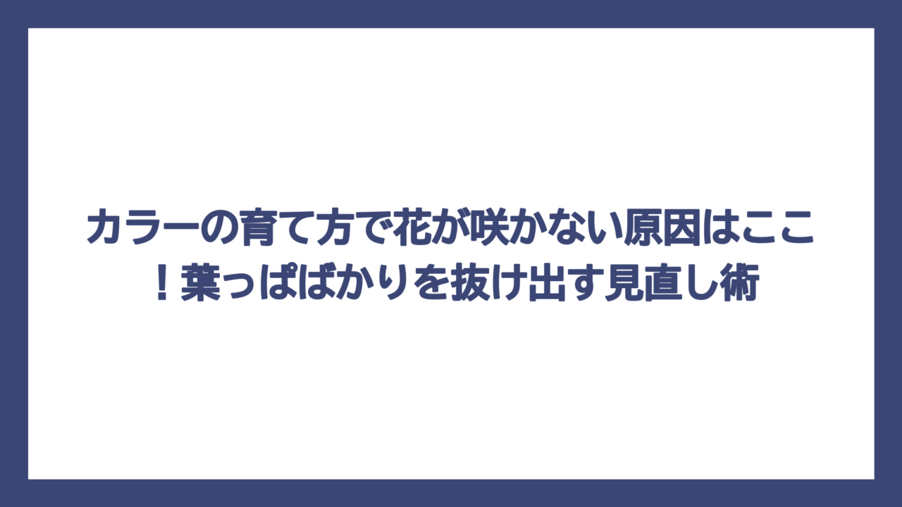 カラーの育て方で花が咲かない原因はここ！葉っぱばかりを抜け出す見直し術