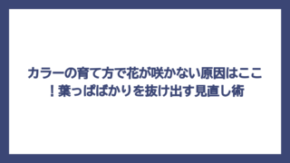 カラーの育て方で花が咲かない原因はここ！葉っぱばかりを抜け出す見直し術