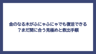 金のなる木がふにゃふにゃでも復活できる？まだ間に合う見極めと救出手順