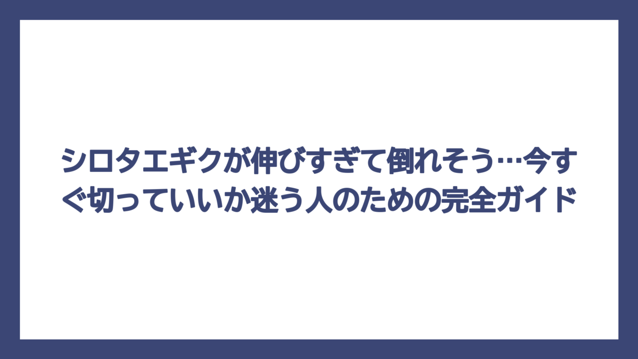 シロタエギクが伸びすぎて倒れそう…今すぐ切っていいか迷う人のための完全ガイド