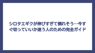 シロタエギクが伸びすぎて倒れそう…今すぐ切っていいか迷う人のための完全ガイド