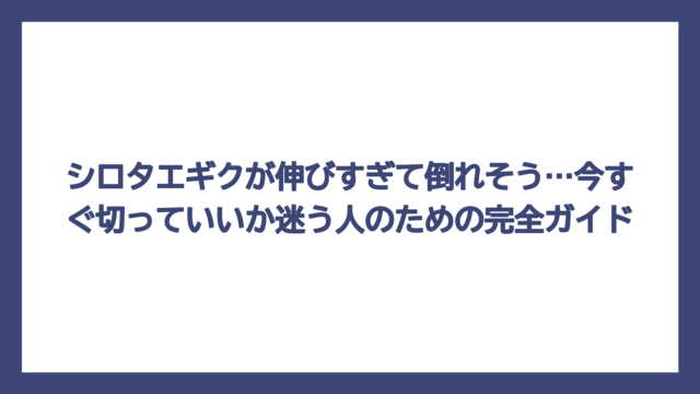 シロタエギクが伸びすぎて倒れそう…今すぐ切っていいか迷う人のための完全ガイド