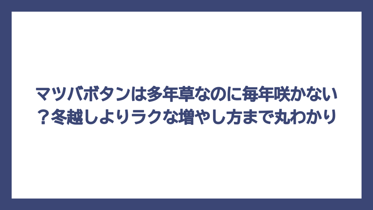 マツバボタンは多年草なのに毎年咲かない？冬越しよりラクな増やし方まで丸わかり