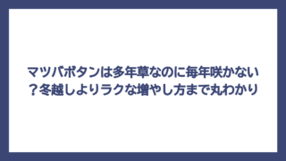 マツバボタンは多年草なのに毎年咲かない？冬越しよりラクな増やし方まで丸わかり