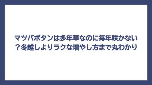 マツバボタンは多年草なのに毎年咲かない？冬越しよりラクな増やし方まで丸わかり