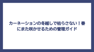 カーネーションの冬越しで枯らさない！春にまた咲かせるための管理ガイド