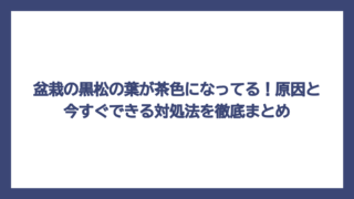 盆栽の黒松の葉が茶色になってる！原因と今すぐできる対処法を徹底まとめ