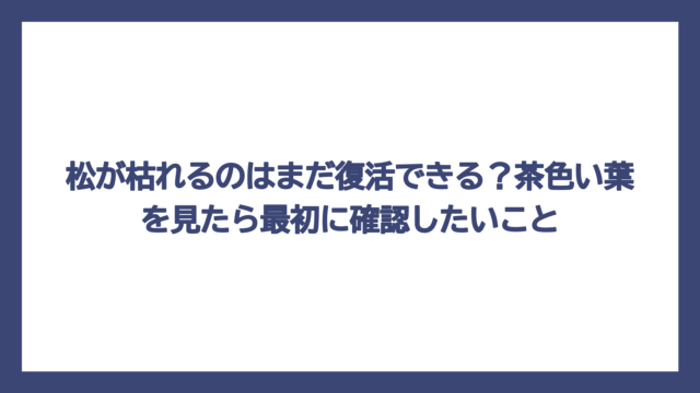 松が枯れるのはまだ復活できる？茶色い葉を見たら最初に確認したいこと