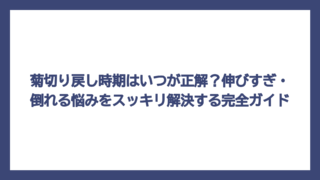 菊切り戻し時期はいつが正解？伸びすぎ・倒れる悩みをスッキリ解決する完全ガイド