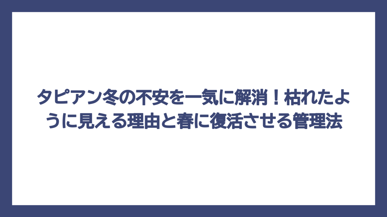 タピアン冬の不安を一気に解消！枯れたように見える理由と春に復活させる管理法