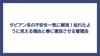 タピアン冬の不安を一気に解消！枯れたように見える理由と春に復活させる管理法