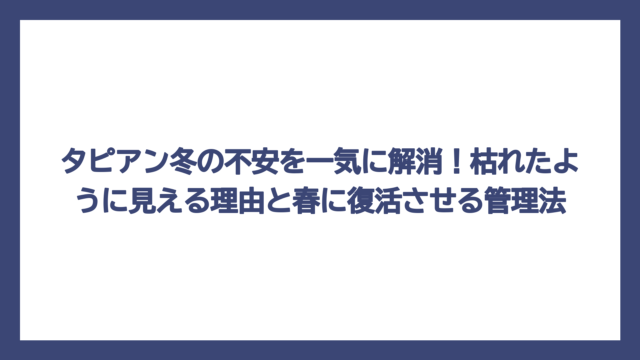 タピアン冬の不安を一気に解消！枯れたように見える理由と春に復活させる管理法