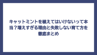 キャットミントを植えてはいけないって本当？増えすぎる理由と失敗しない育て方を徹底まとめ