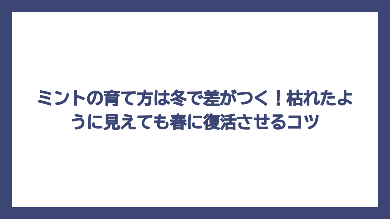 ミントの育て方は冬で差がつく！枯れたように見えても春に復活させるコツ