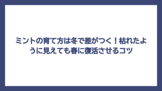 ミントの育て方は冬で差がつく！枯れたように見えても春に復活させるコツ