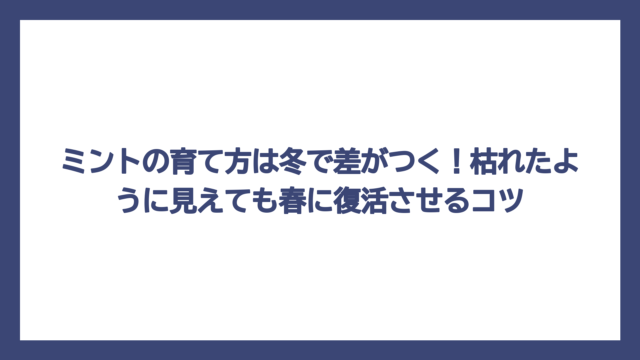 ミントの育て方は冬で差がつく！枯れたように見えても春に復活させるコツ