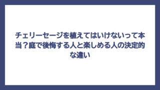 チェリーセージを植えてはいけないって本当？庭で後悔する人と楽しめる人の決定的な違い