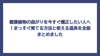 観葉植物の曲がりを今すぐ矯正したい人へ！まっすぐ育てる方法と使える道具を全部まとめました