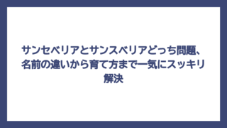 サンセベリアとサンスベリアどっち問題、名前の違いから育て方まで一気にスッキリ解決