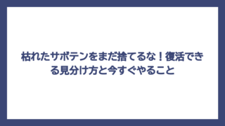 枯れたサボテンをまだ捨てるな！復活できる見分け方と今すぐやること