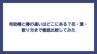 侘助椿と椿の違いはどこにある？花・葉・散り方まで徹底比較してみた
