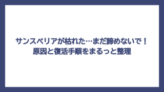 サンスベリアが枯れた…まだ諦めないで！原因と復活手順をまるっと整理